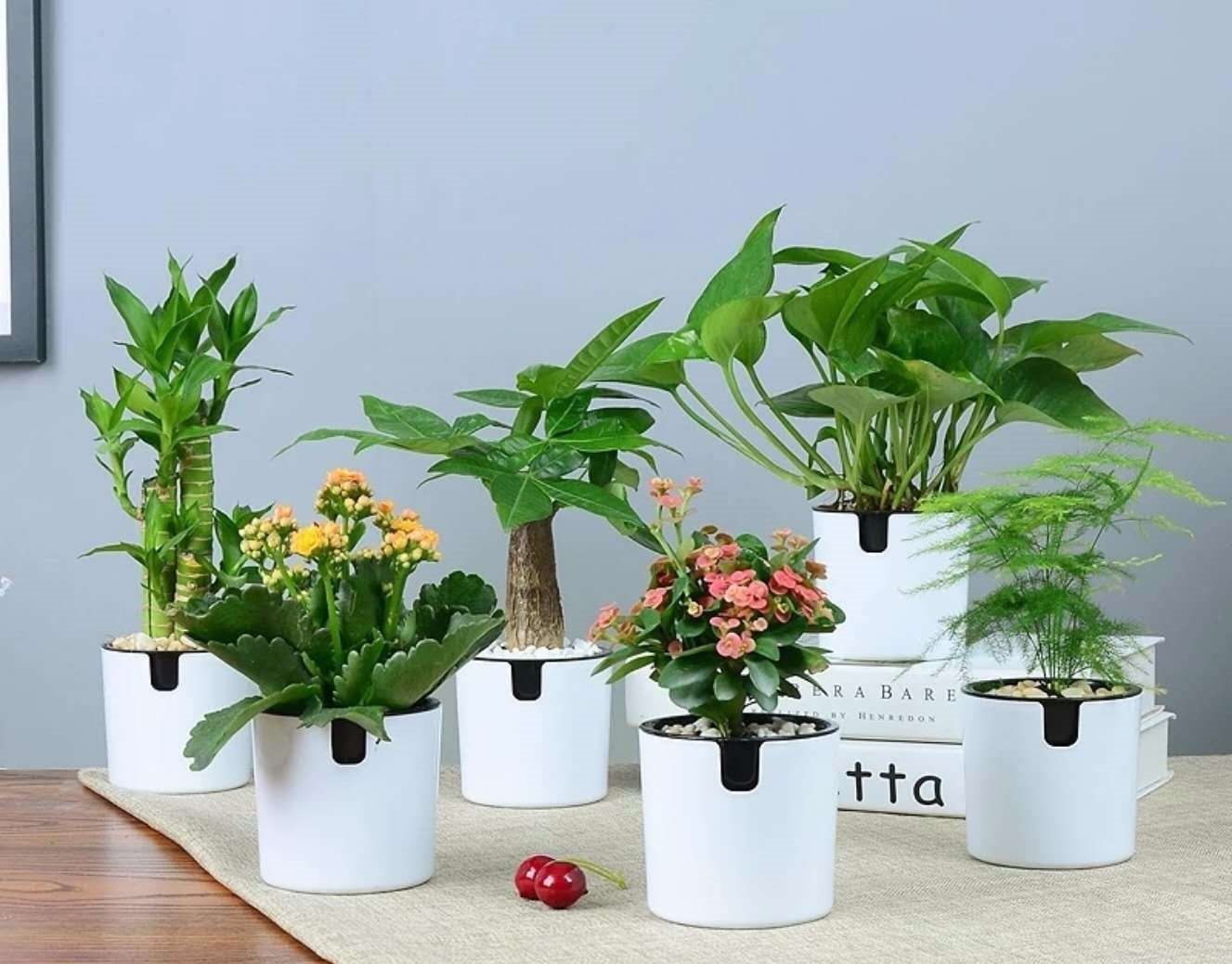 裝修新房子后入住擺放什么綠植好?