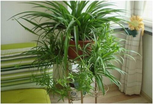 甲醛國家標準含量是多少，去除甲醛的方法有哪些?